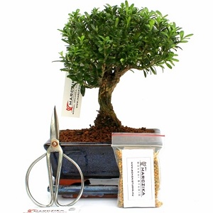 bonsai vasarlasi es rendelesi lehetoseg ajandek otlet es vasarlasi lehetoseg vasar es akcio kulonleges ajandek otletekkel
